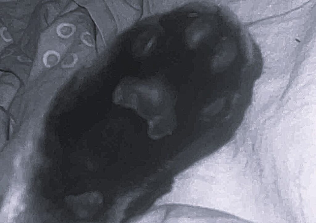 paw